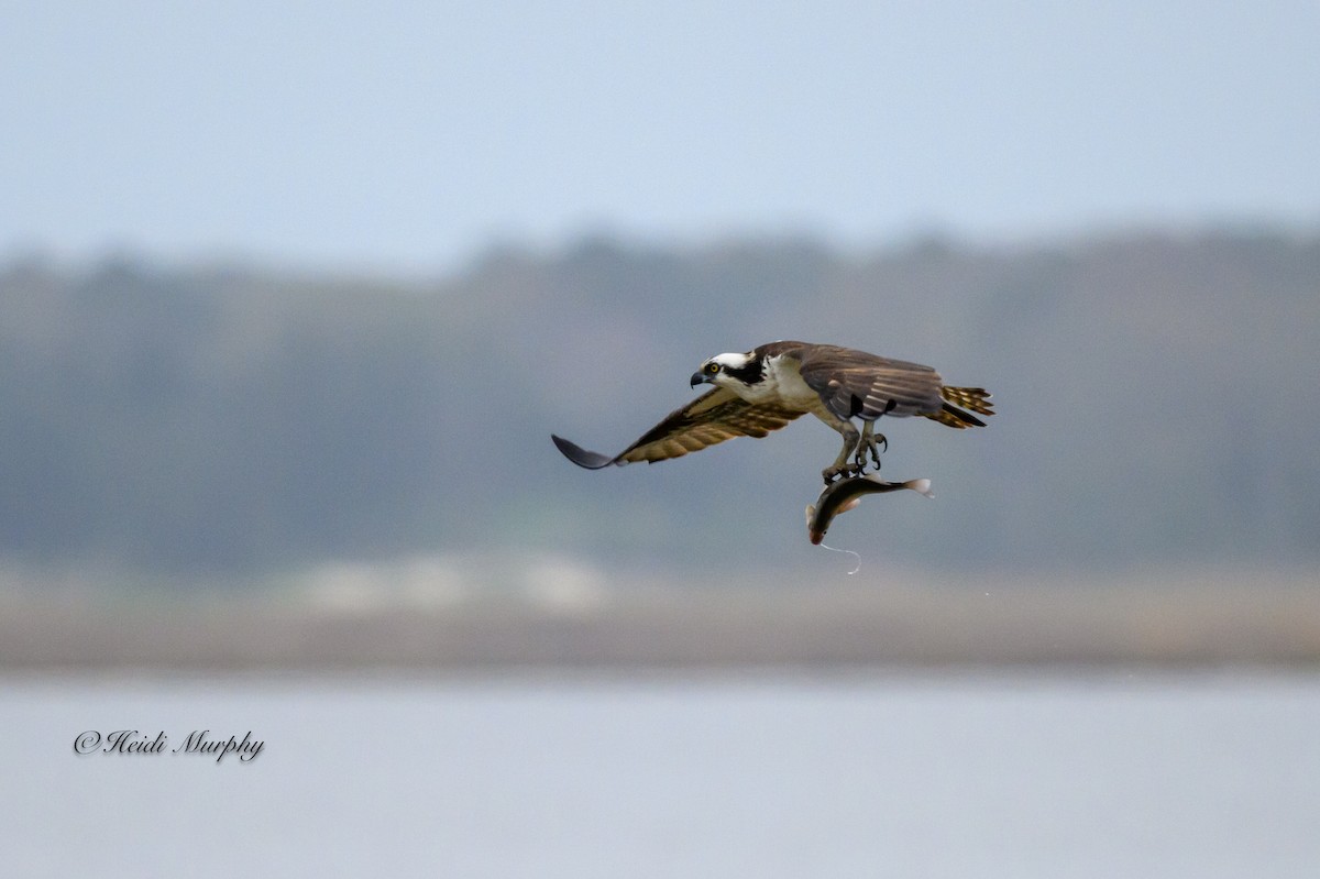 Águila Pescadora - ML620657689