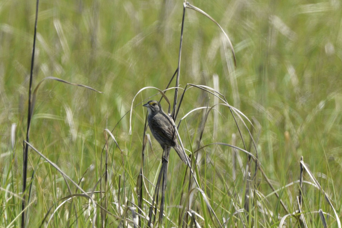 Seaside Sparrow - ML620657697