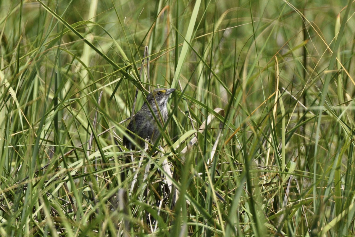 Seaside Sparrow - ML620657698