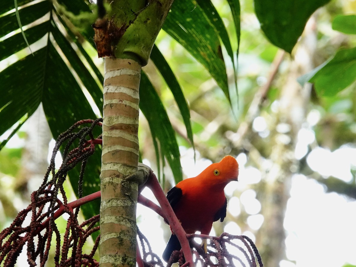 Andean Cock-of-the-rock - ML620657701