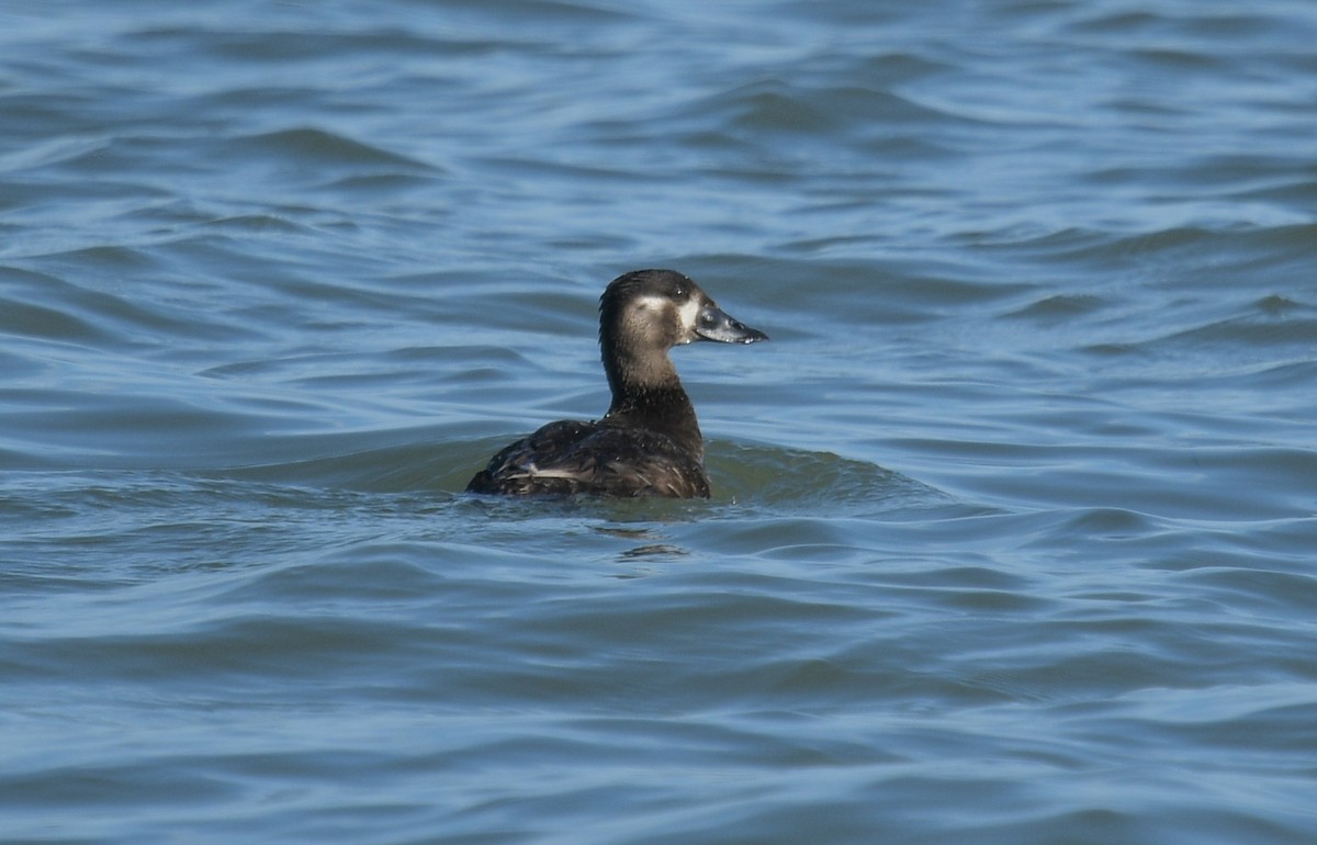 White-winged Scoter - ML620657711