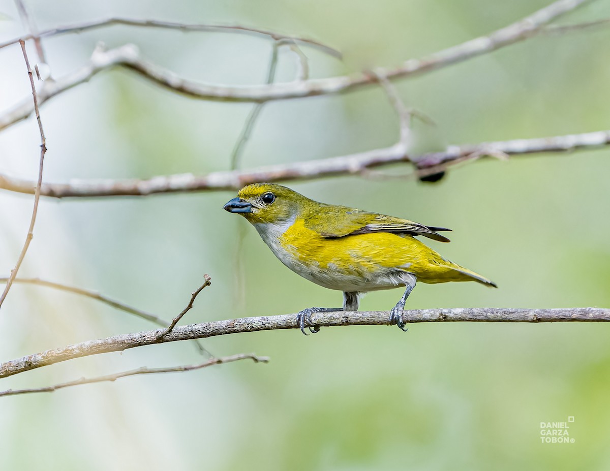 Yellow-throated Euphonia - ML620657714