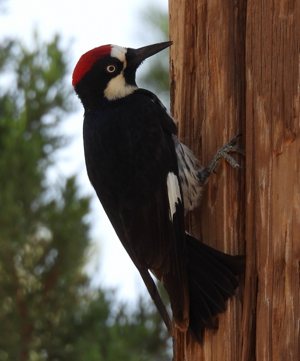 Acorn Woodpecker - ML620657719