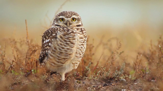 Burrowing Owl (Southern) - ML620657722