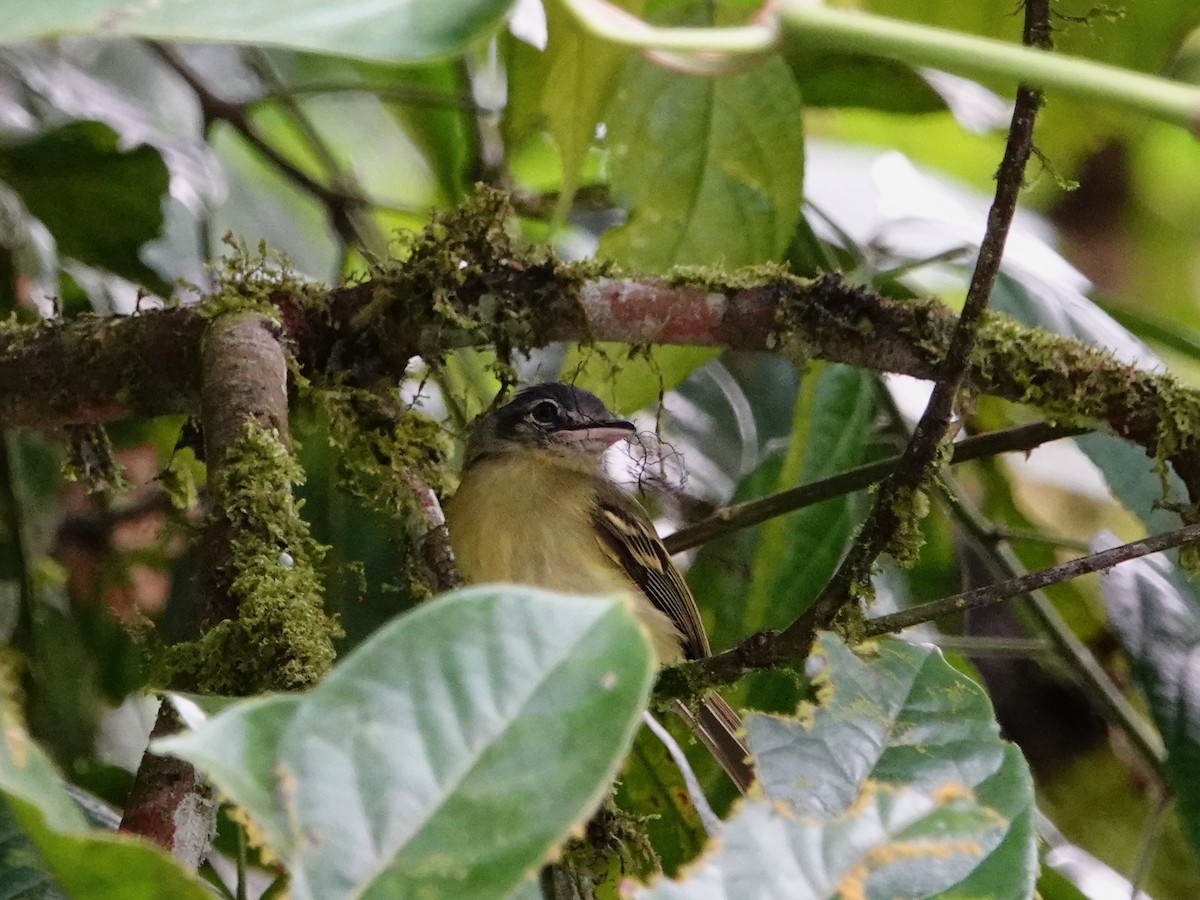 Yellow-olive Flatbill - ML620657726