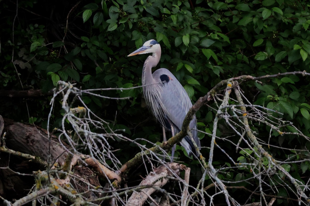 Great Blue Heron - ML620657733