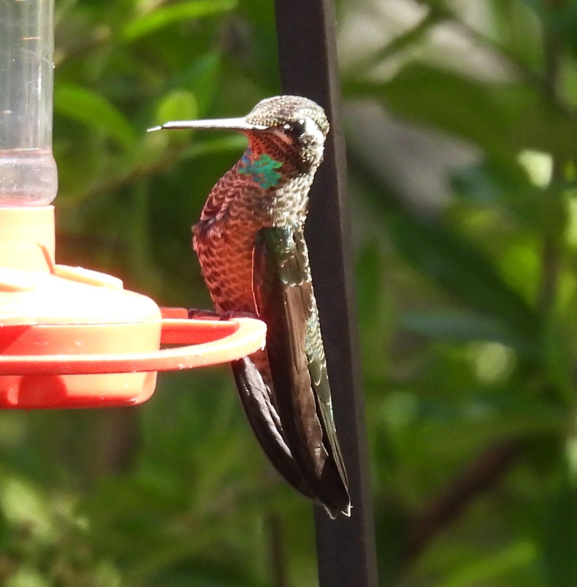 Colibrí Magnífico - ML620657736