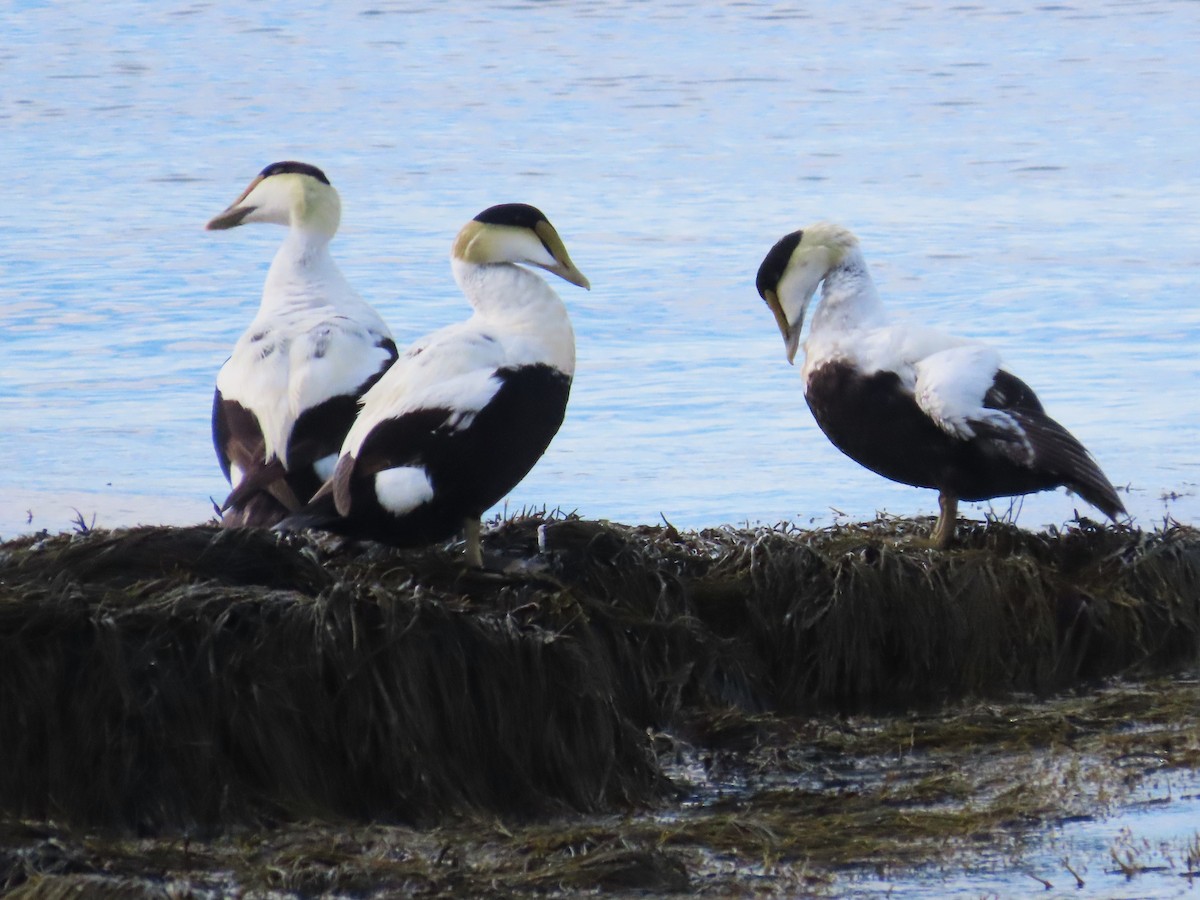 Common Eider - ML620657738