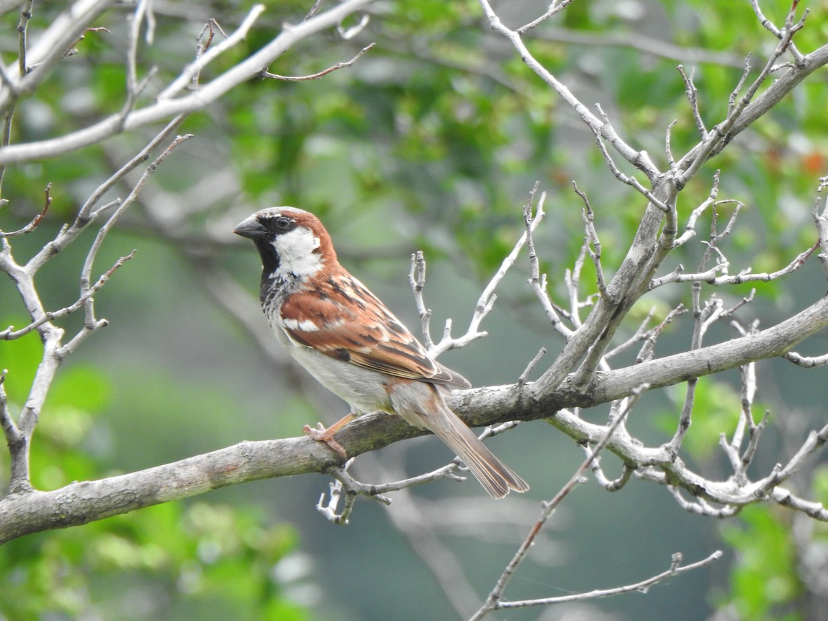 Moineau domestique - ML620657759