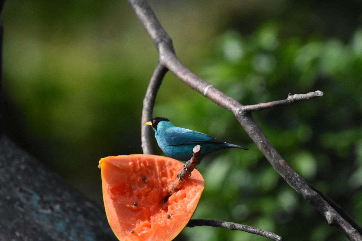 Green Honeycreeper - ML620657764