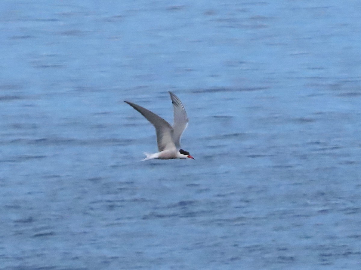 Common Tern - ML620657769