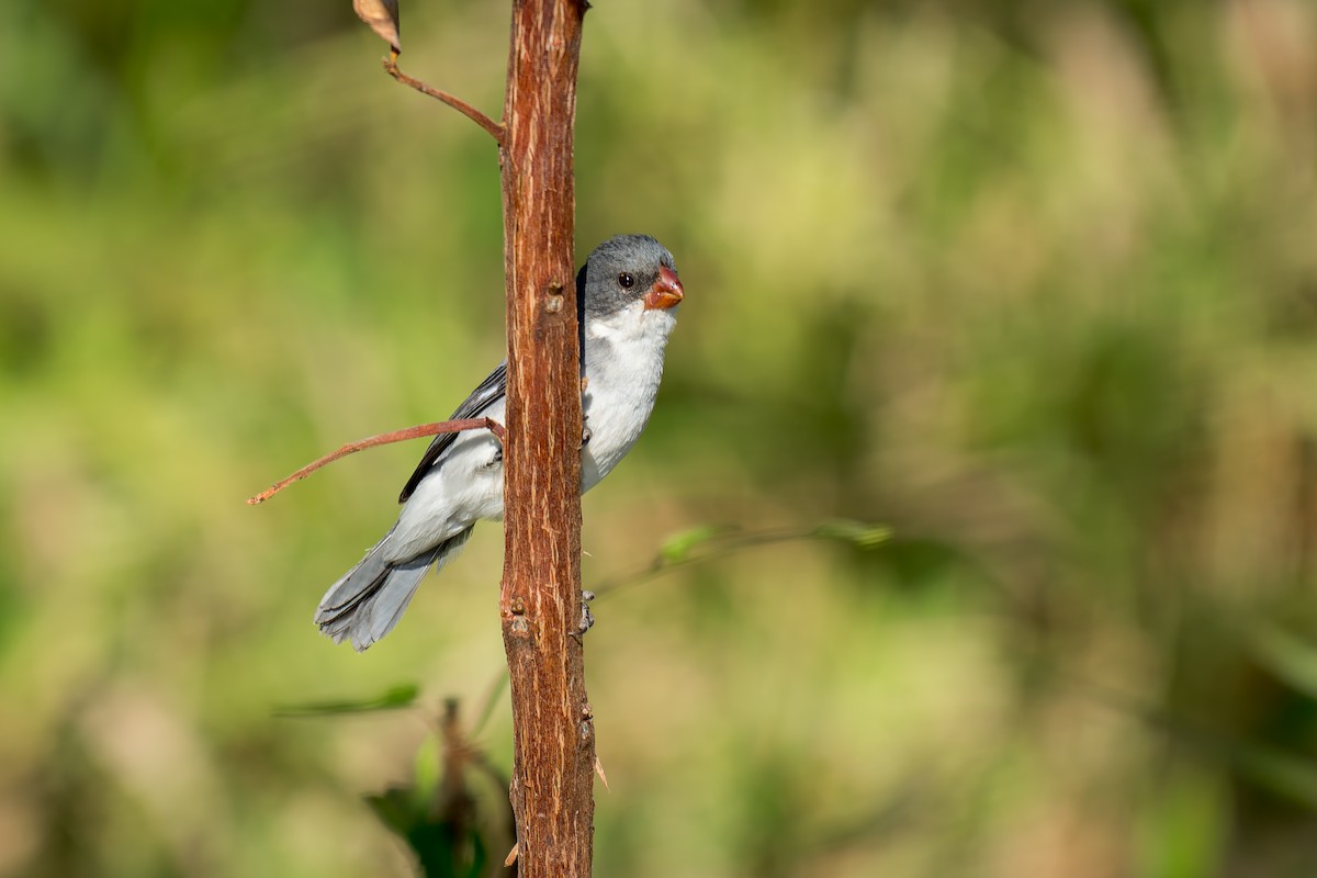 White-bellied Seedeater - ML620657774