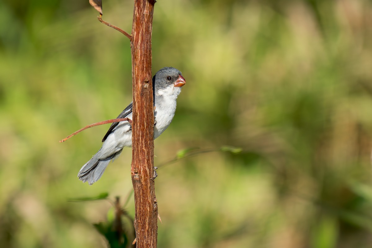White-bellied Seedeater - ML620657775