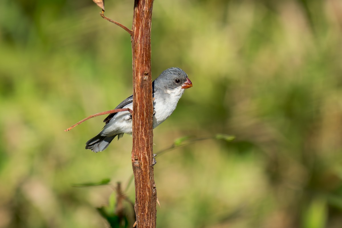 White-bellied Seedeater - ML620657776