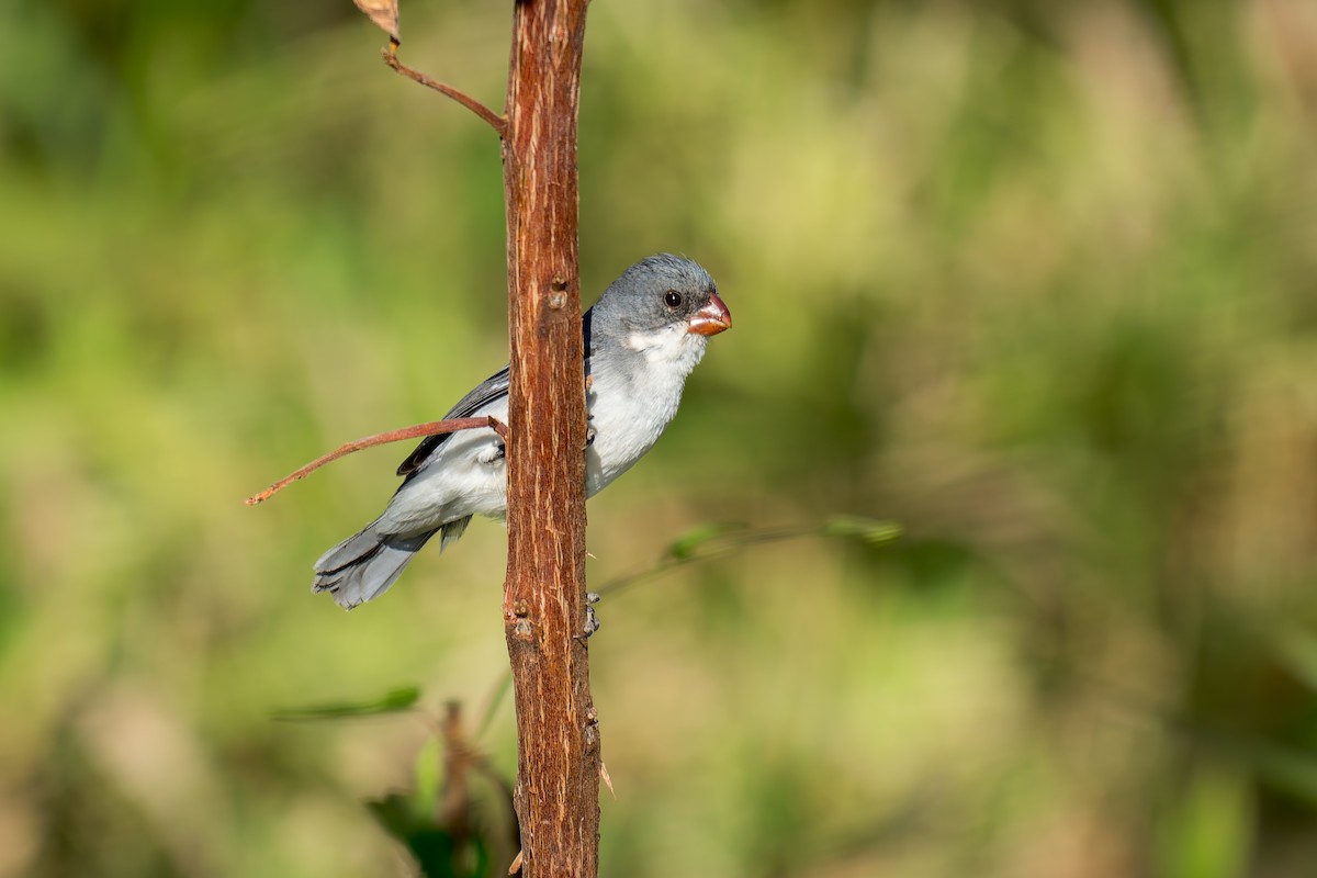 White-bellied Seedeater - ML620657777