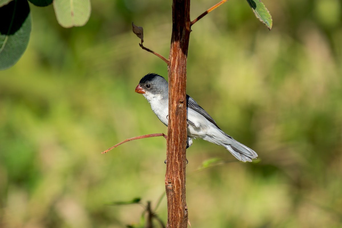 White-bellied Seedeater - ML620657778