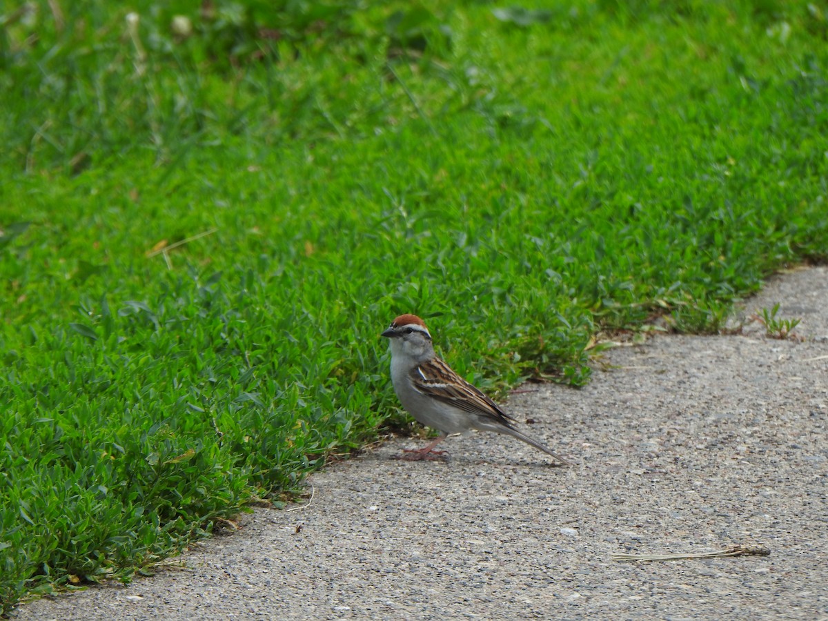 Chipping Sparrow - Liren Varghese