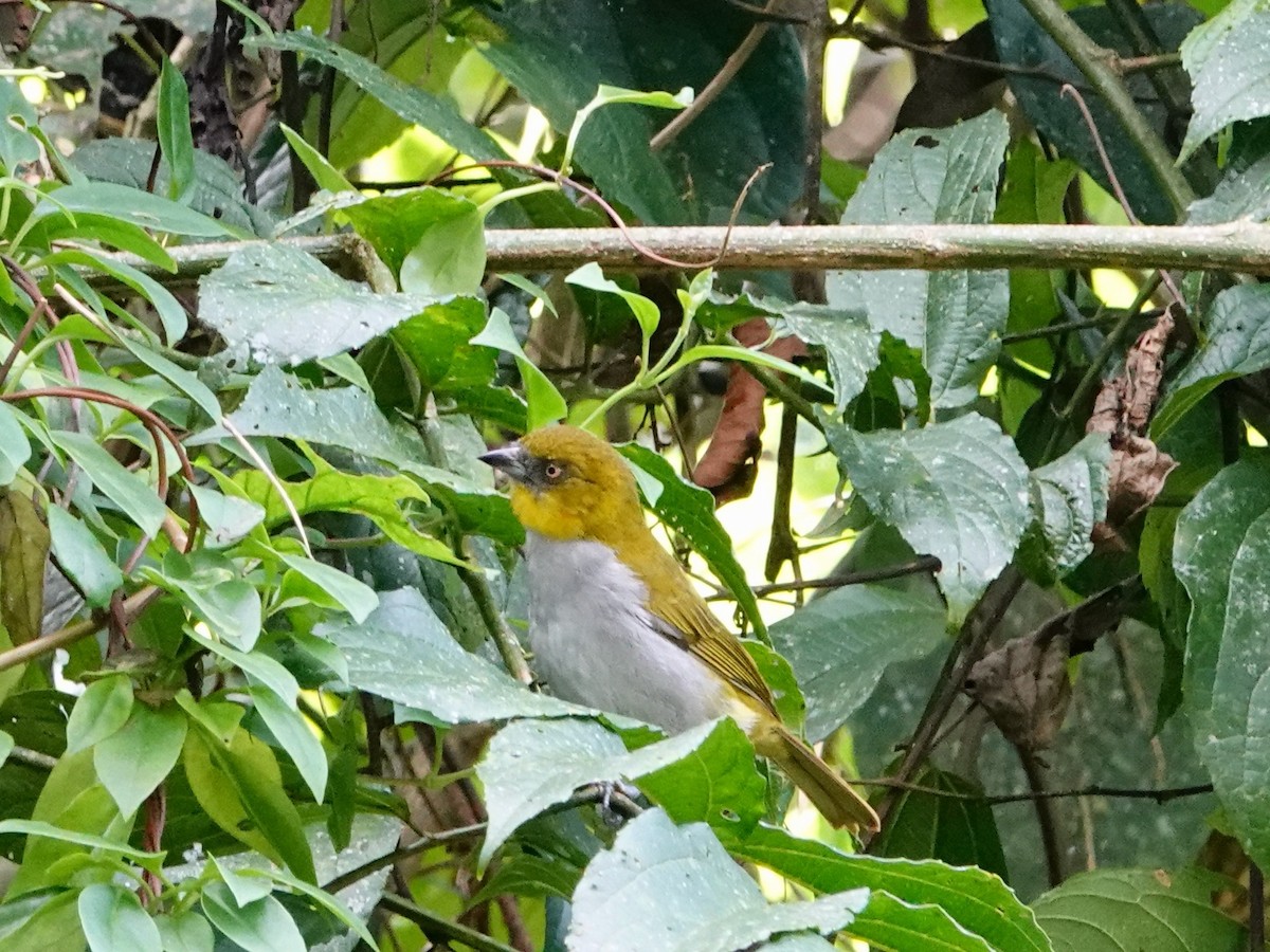 Yellow-throated Chlorospingus - ML620657783