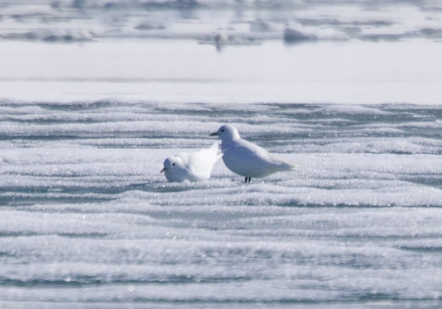 Ivory Gull - ML620657785