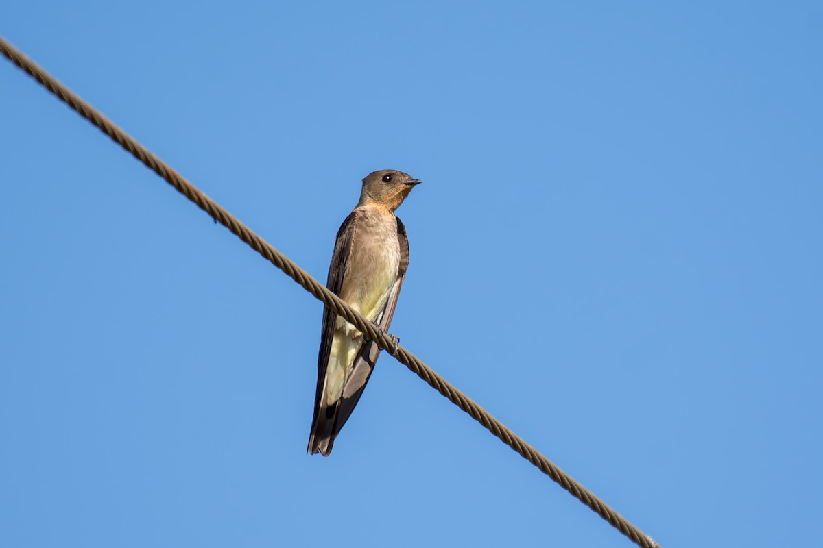 Southern Rough-winged Swallow - ML620657789