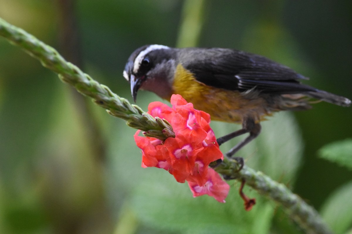 Bananaquit - ML620657795