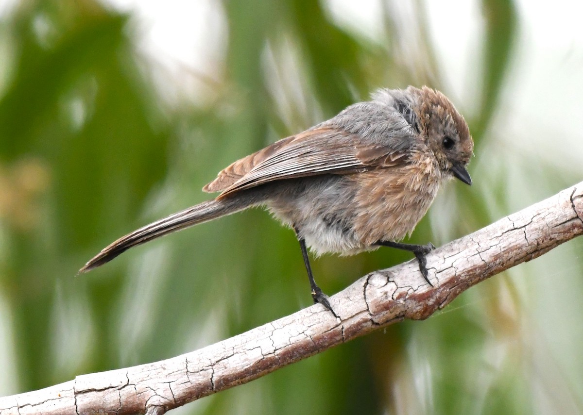 Bushtit - ML620657797