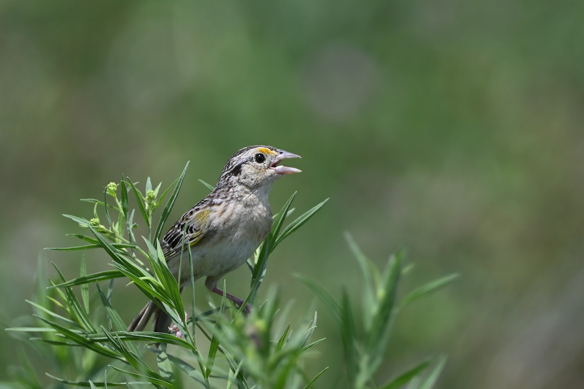 Grasshopper Sparrow - ML620657799