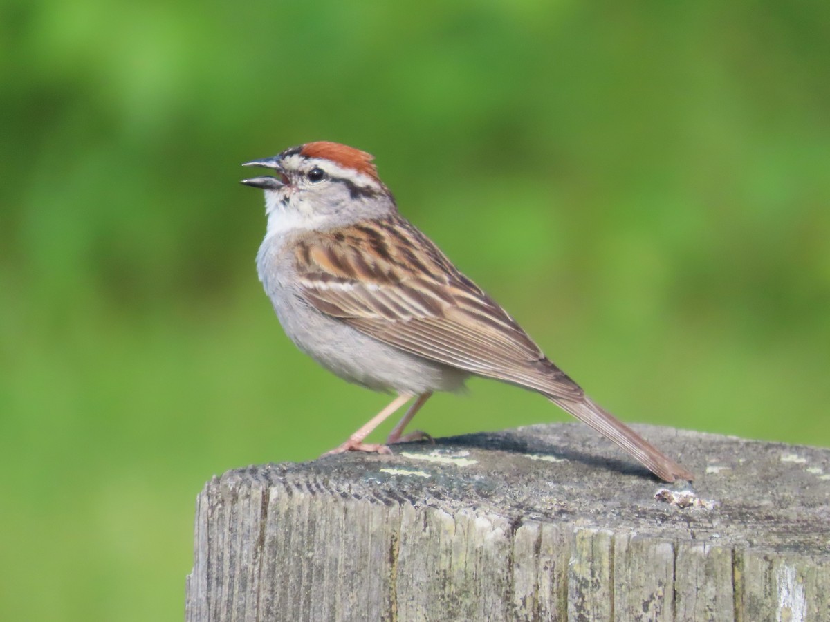 Chipping Sparrow - ML620657800