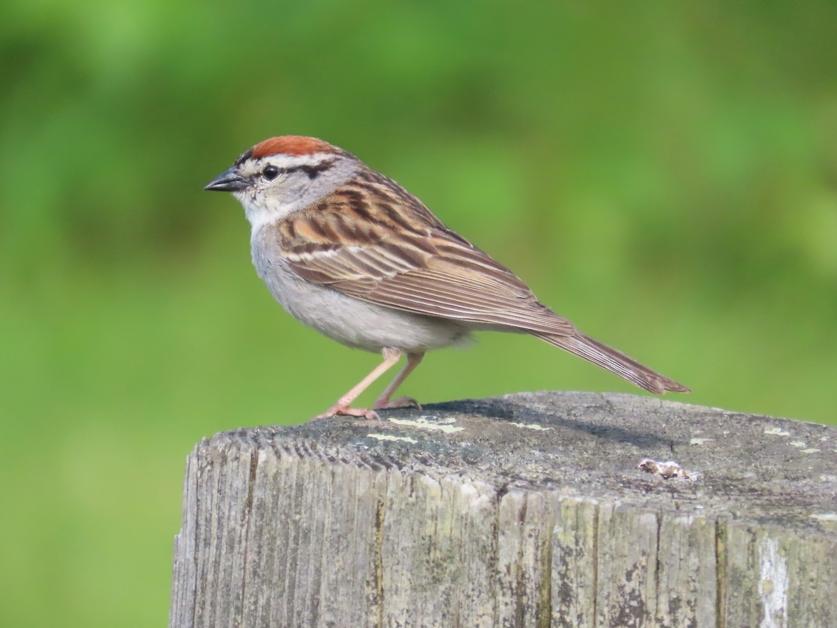 Chipping Sparrow - ML620657801