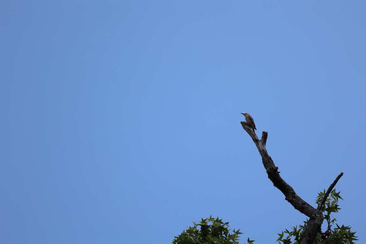 Red-bellied Woodpecker - ML620657802