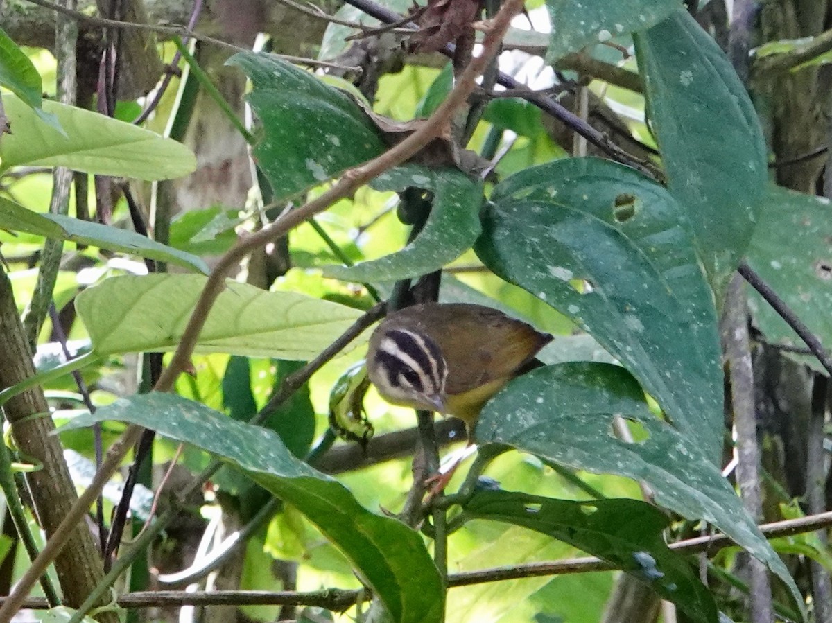 Three-striped Warbler - ML620657803