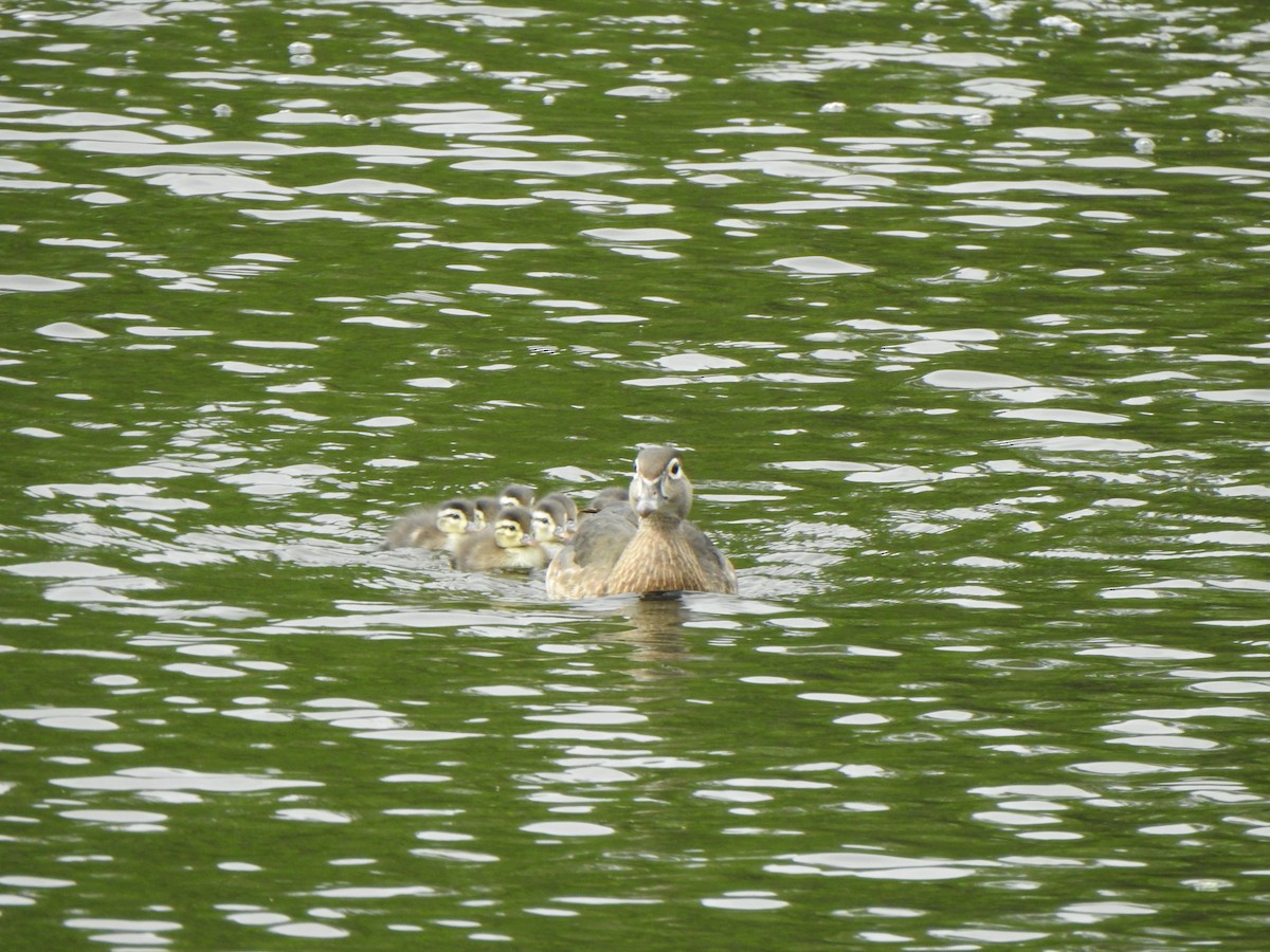 Wood Duck - ML620657806