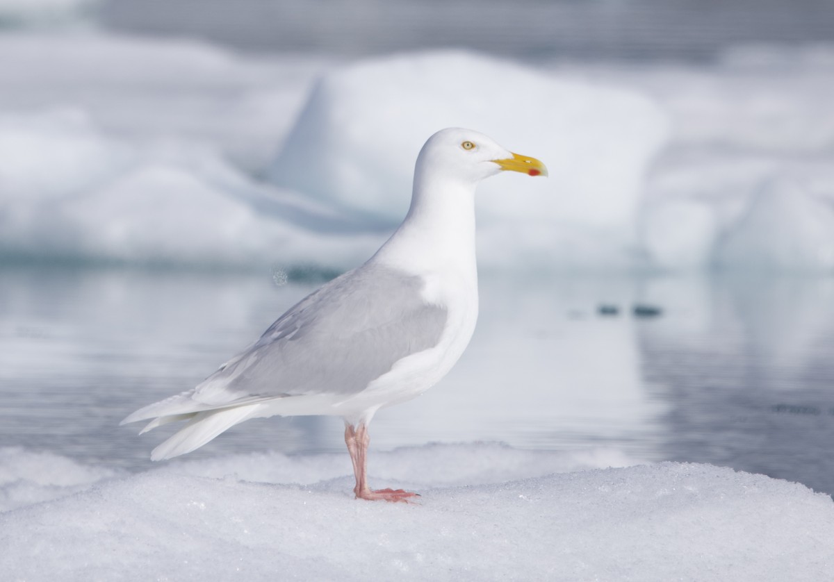 Glaucous Gull - ML620657813