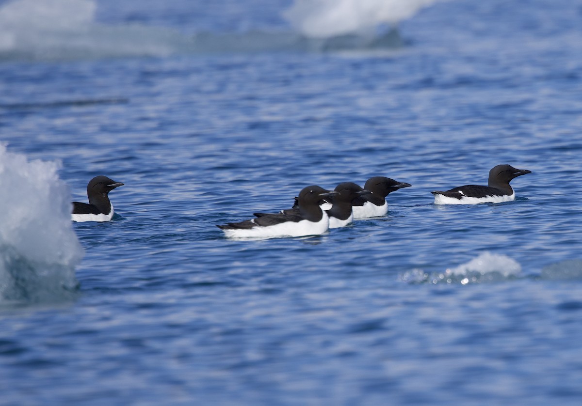 Thick-billed Murre - ML620657829