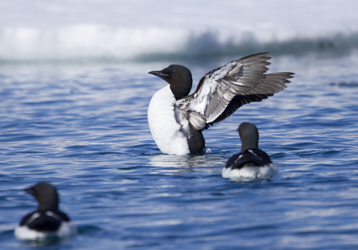 Thick-billed Murre - ML620657830