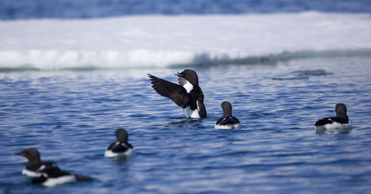 Thick-billed Murre - ML620657831