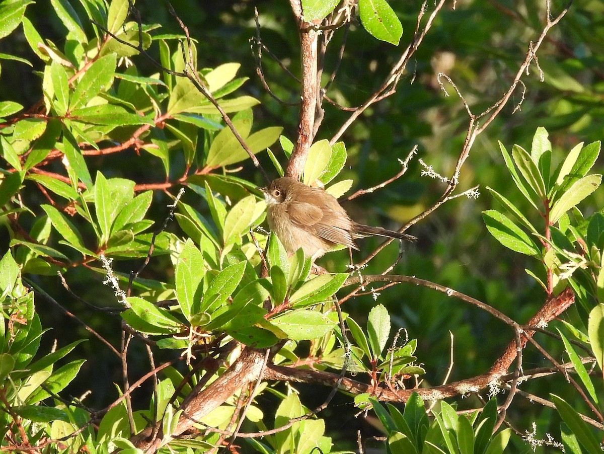 Sardinian Warbler - ML620657835