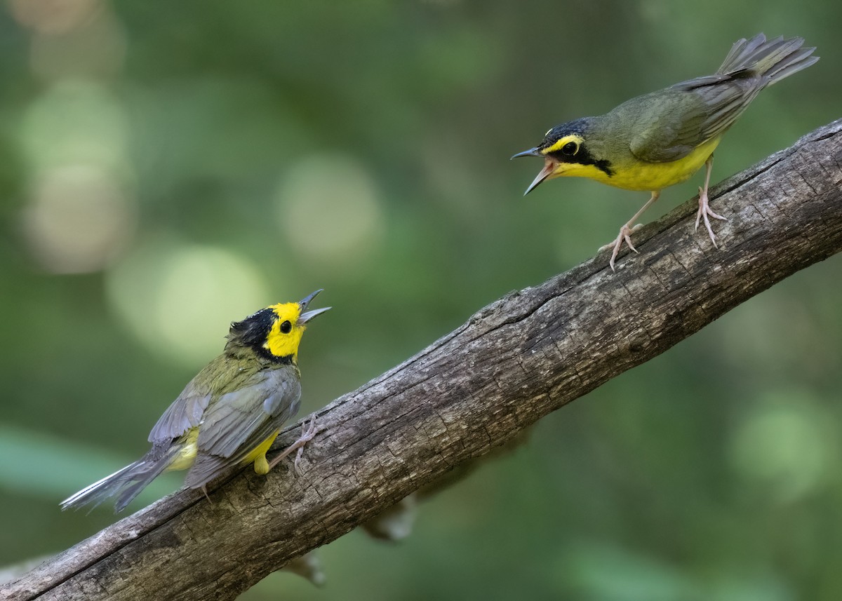 Hooded Warbler - ML620657845