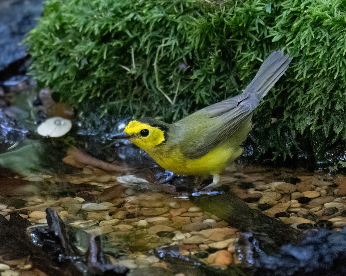 Hooded Warbler - ML620657846