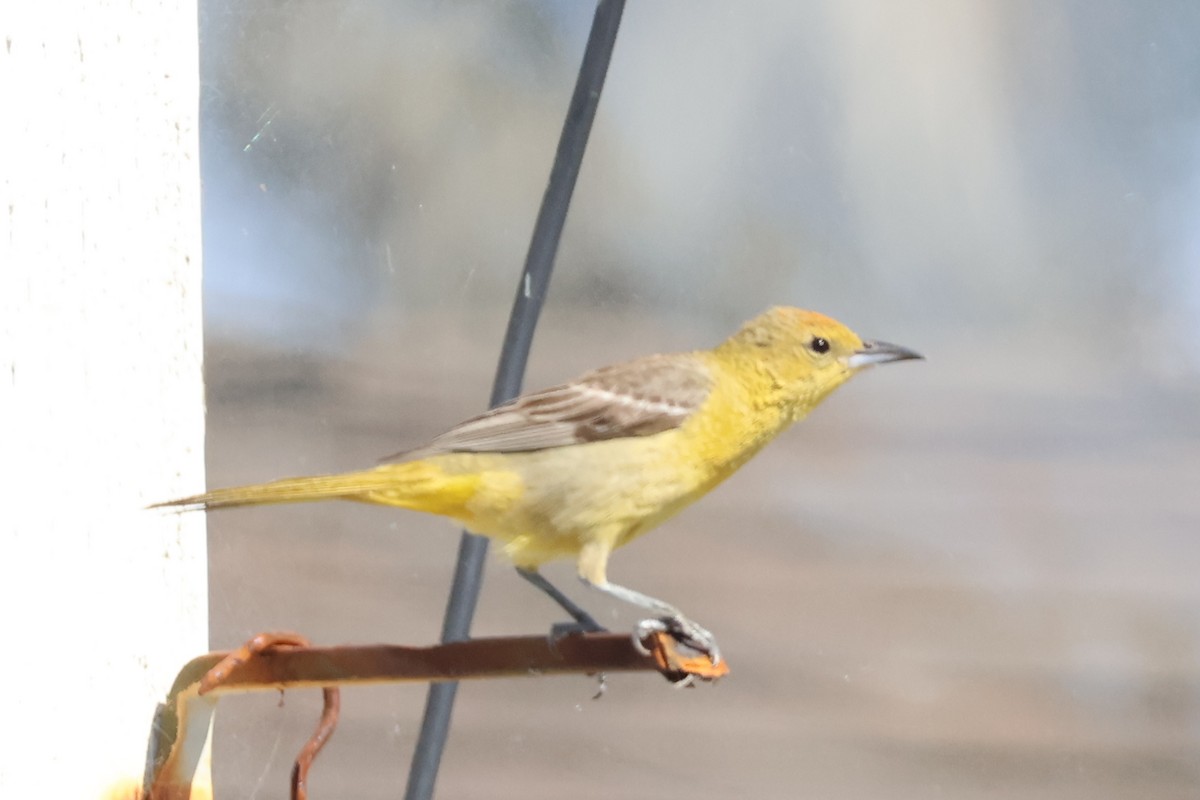 Hooded Oriole - ML620657848