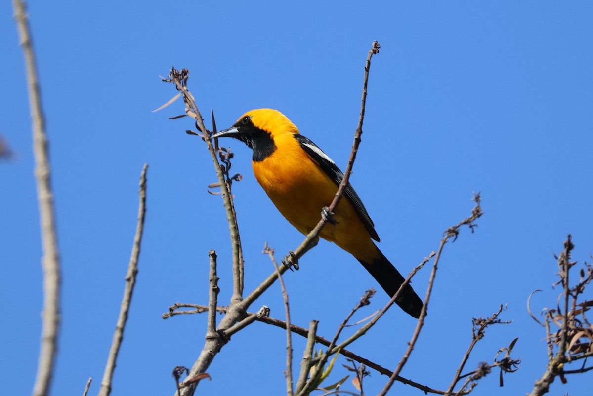 Oriole masqué - ML620657849