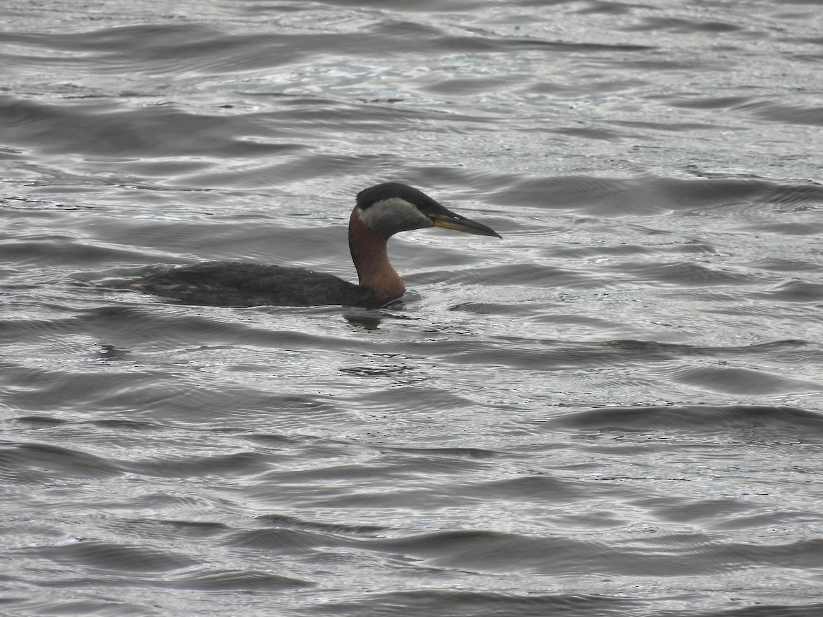 Red-necked Grebe - ML620657850
