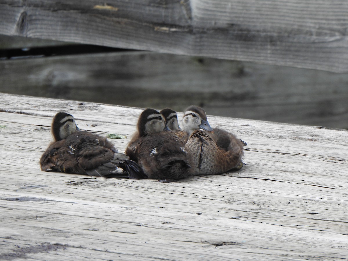 Wood Duck - ML620657851