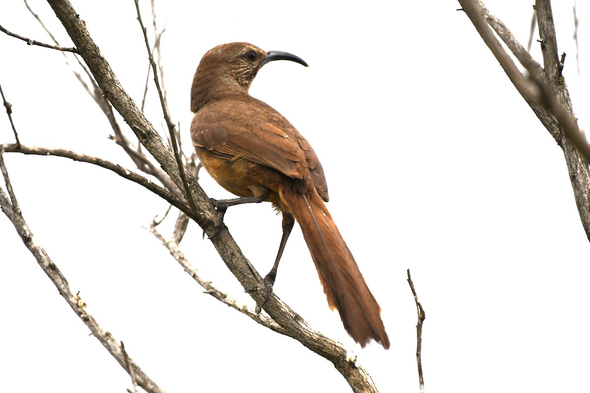 California Thrasher - ML620657857