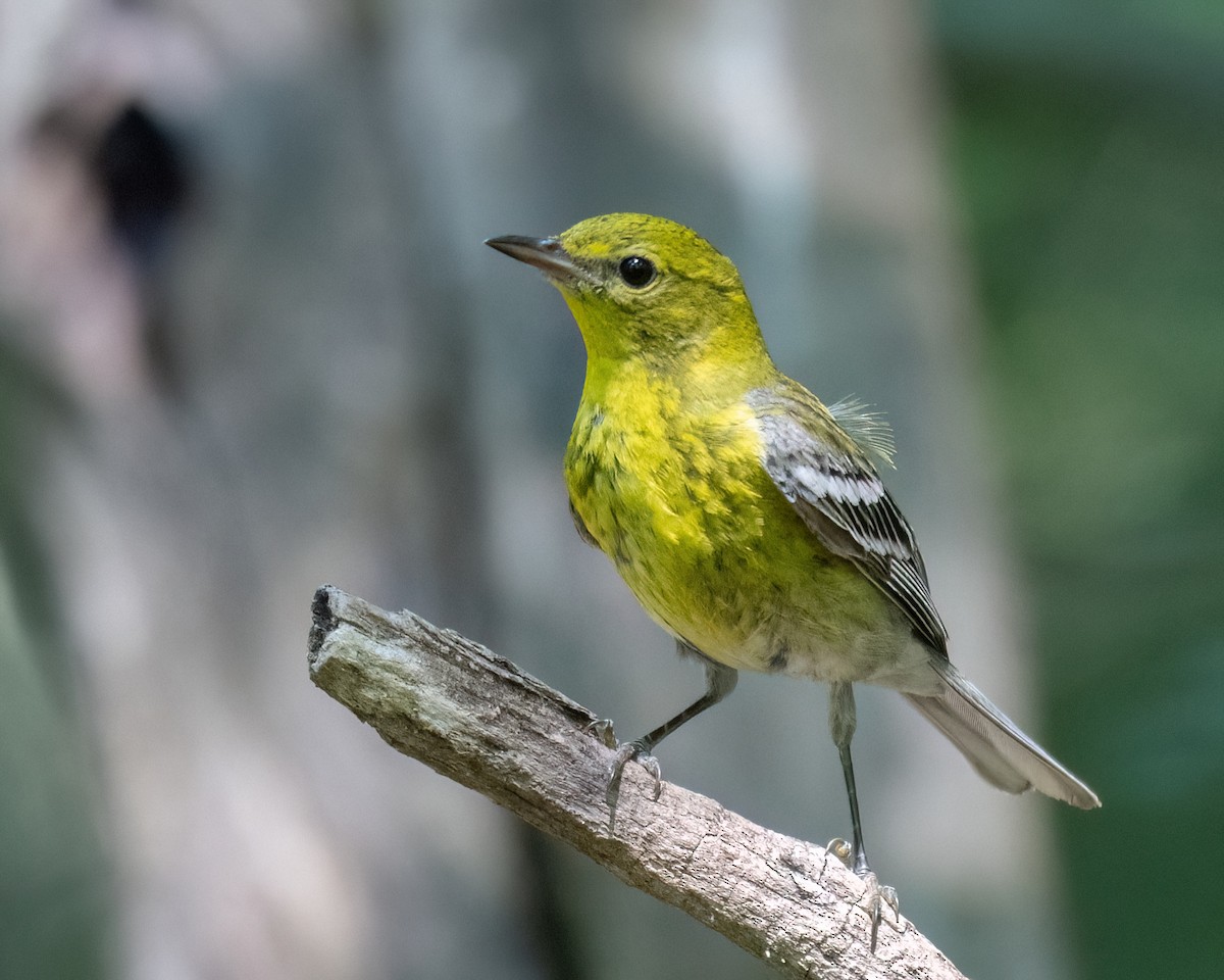 Pine Warbler - ML620657859