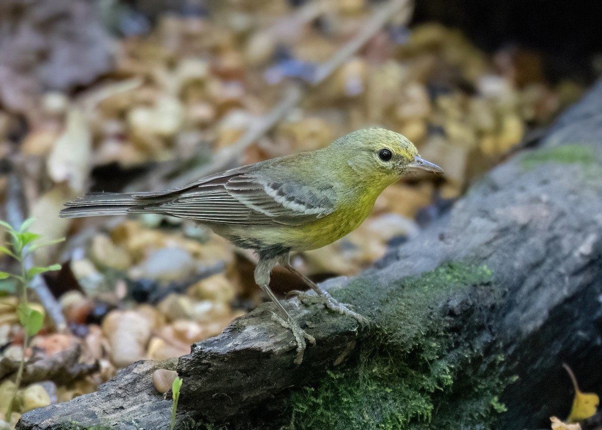 Pine Warbler - ML620657860