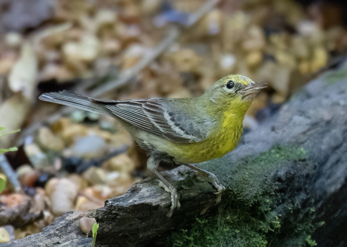 Pine Warbler - ML620657861