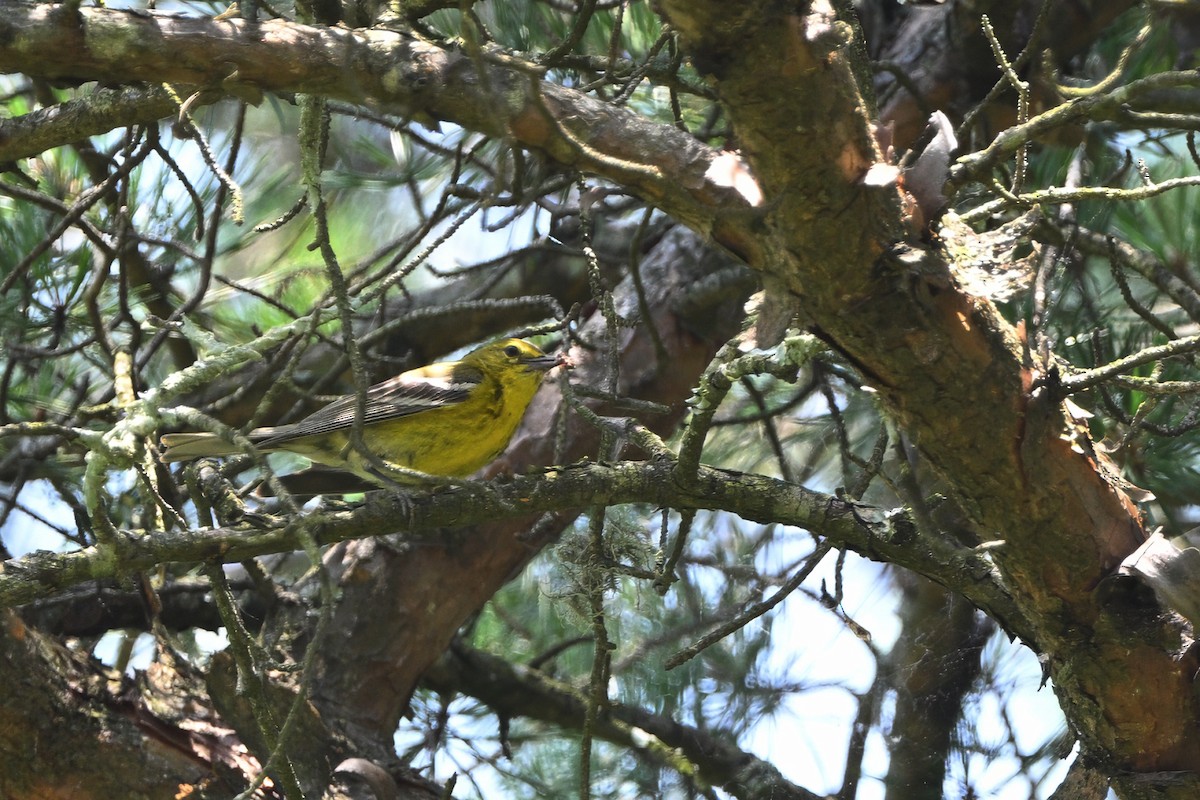 Pine Warbler - ML620657868