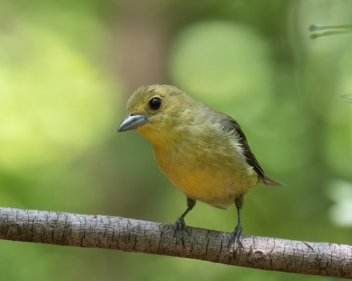 Summer Tanager - ML620657869