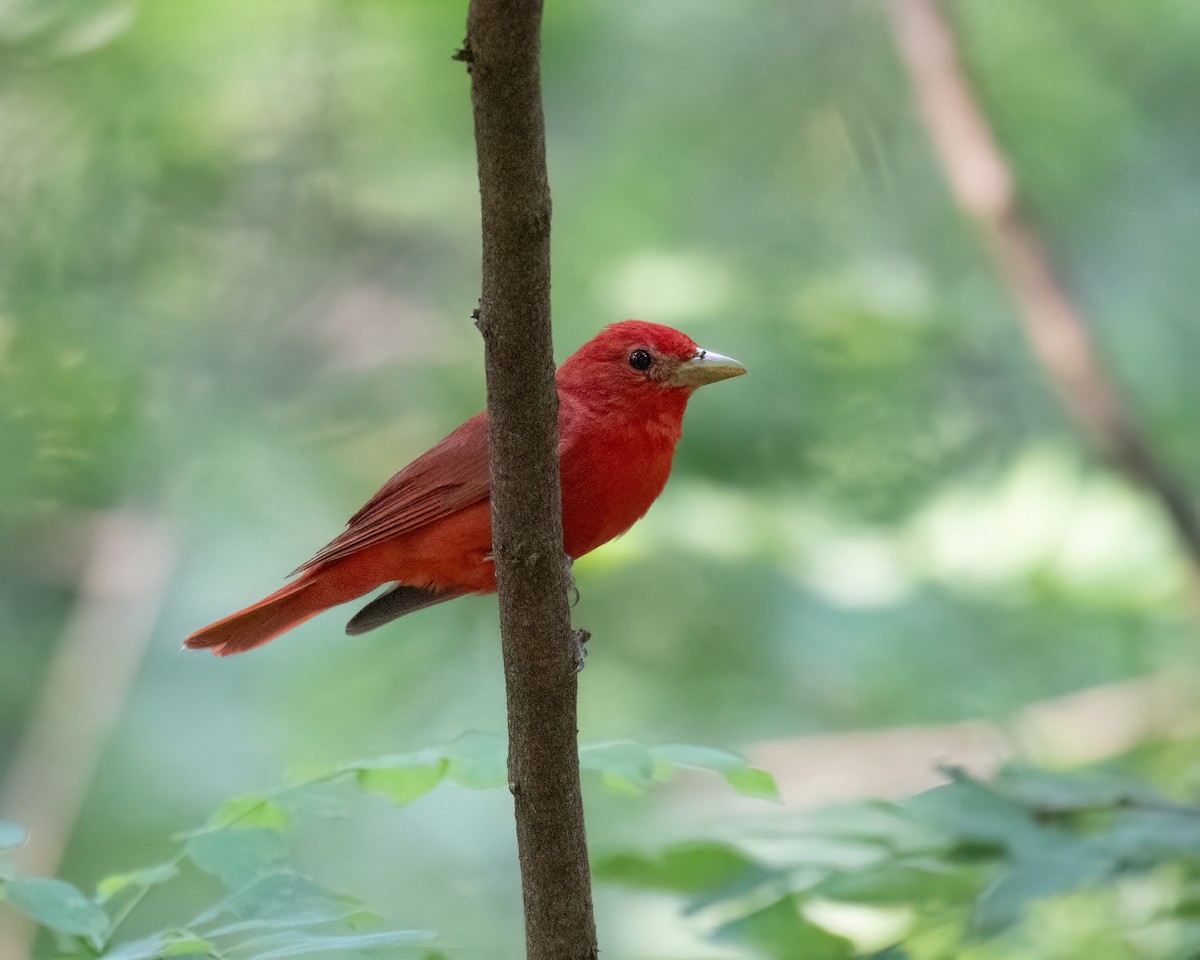 Summer Tanager - ML620657870